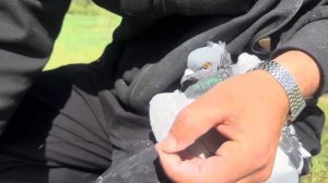 Лечение Голубей,Шишки на крыльях 1 часть