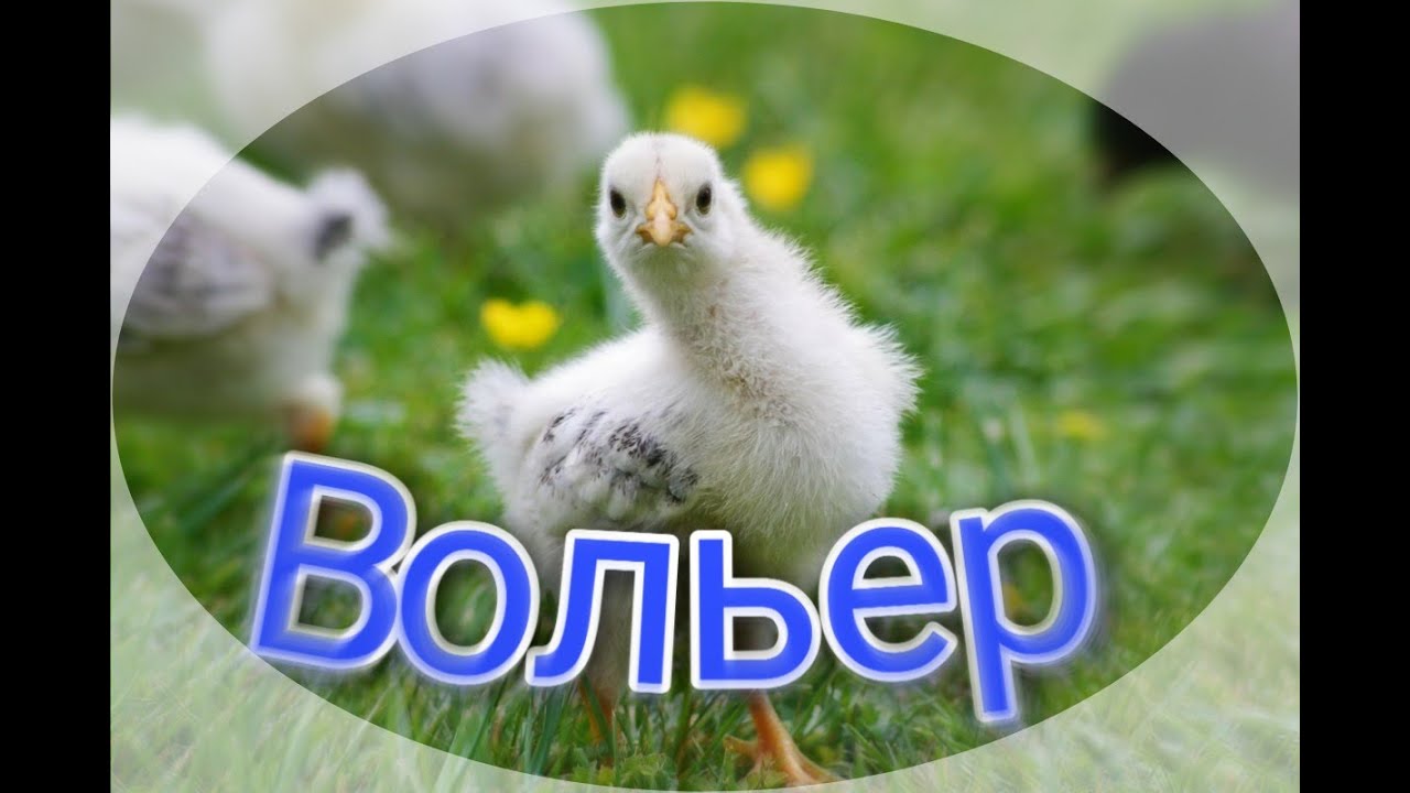 Летний вольер для цыплят. смотреть онлайн