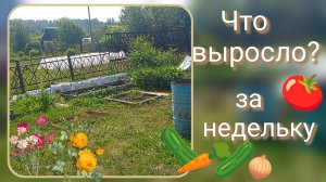 Что выросло???