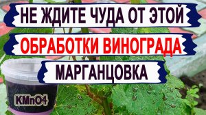 🍇 Стой! Даже не думайте ОБРАБАТЫВАТЬ ЭТИМ свой виноград. Результат от такой ОБРАБОТКИ ПОЛНЫЙ НОЛЬ.