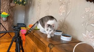 НОВЫЙ ПИТОМЕЦ в СЕМЬЕ! КТО в КОРОБКЕ? 24 ЧАСА следим ЗА новеньким! ПОДПИСЧИКИ выбирают ИМЯ