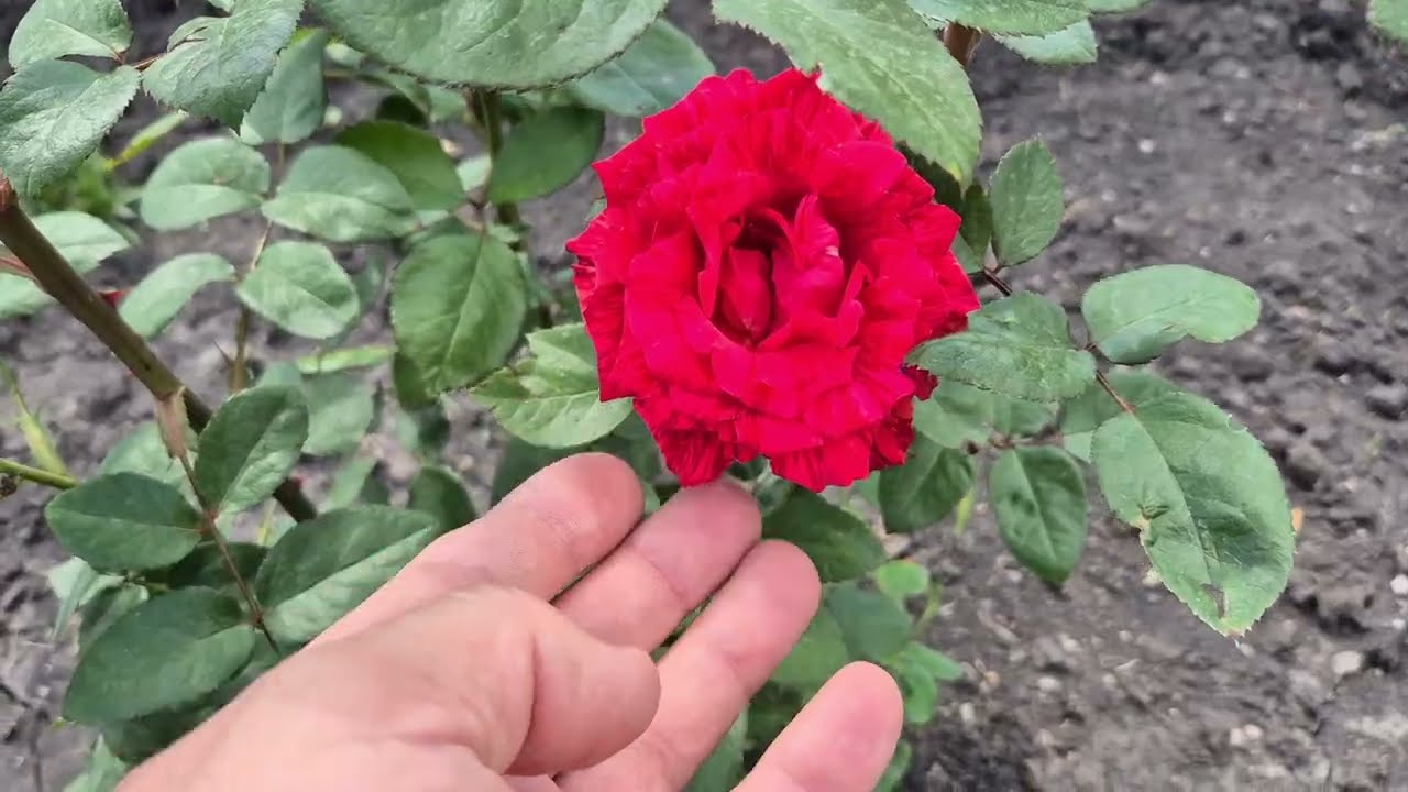 Шпалера під горох за пів години.Дрібна робота на дачі."Декор" для тераси. смотреть онлайн