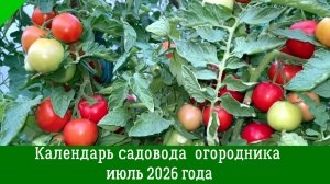 КАЛЕНДАРЬ САДОВОДА-ОГОРОДНИКА НА ИЮЛЬ 2026. Что и когда посеять в июле по лунному календарю