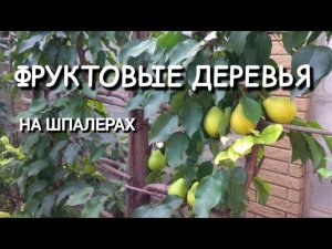 КАК НАЧИНАТЬ ФОРМИРОВАТЬ ФРУКТОВЫЕ ДЕРЕВЬЯ НА ШПАЛЕРАХ. Мой опыт. Какой саженец посадить?