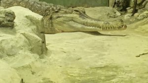 Крокодилы, черепахи, питоны....