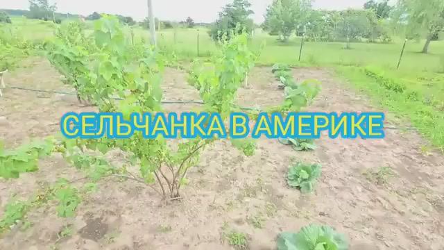 Сельчанка в Америке ПОЯВИЛИСЬ НЕЖДАННЫЕ ГОСТИ