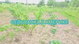 Сельчанка в Америке ПОЯВИЛИСЬ НЕЖДАННЫЕ ГОСТИ