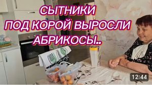 САМВЕЛ АДАМЯН, СЫТНИКИ, ПОД КОРОЙ ВЫРОСЛИ АБРИКОСЫ..
