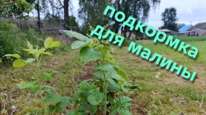 Домик в деревне Чем подкормить малину летом
