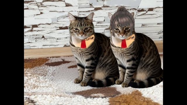 Если бы котики ходили в школу-2:Свадьба Геннадия Максимовича и Ефросиньи Ивановны смотреть онлайн