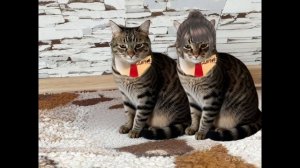 Если бы котики ходили в школу-2:Свадьба Геннадия Максимовича и Ефросиньи Ивановны
