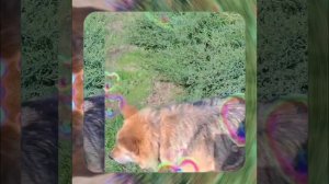 1000063153.mp4 (Собака наблюдает за установленной герметич. уличн. розеткой снаружи на доме А-фрейм)