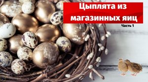 ЭКСПЕРИМЕНТ,  ЦЫПЛЯТА ИЗ МАГАЗИННЫХ ЯИЦ 0+