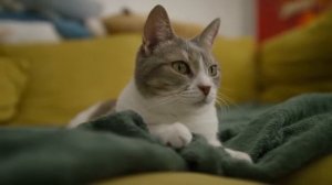 14 Секретных Вещей, которые Кошка ЛЮБИТ БОЛЬШЕ ЛАСКИ!