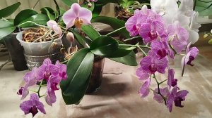 Орхорадости января начало роспуска orchids phalenopsis орхидеи фаленопсис обзор домашнее цветение