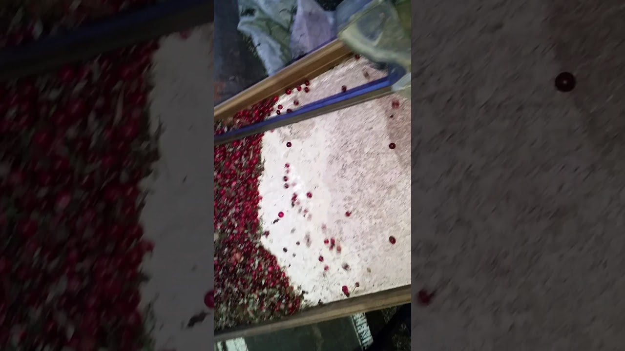 Веелка клюквы и других ягод,своими руками. смотреть онлайн