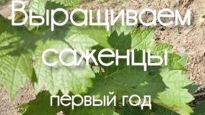 Саженцы винограда. Месяц после высадки