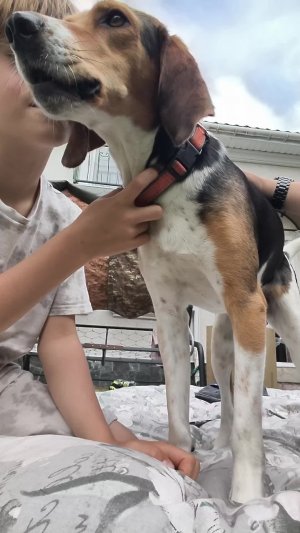 гладим собаку