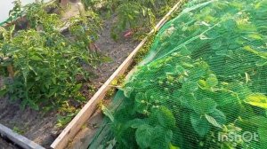 30 -06-2026 года.Опять всё в огороде,делаешь и работа не заканчивается.
