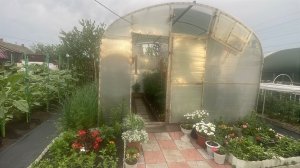 🏡 Медленно растут томаты, обзор во второй теплице на 30 июня.