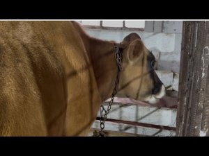 КУПИЛ КОРОВУ ДЖЕРСИ 🐂 и ОВЕЦ ЛАКОН🐏🐑