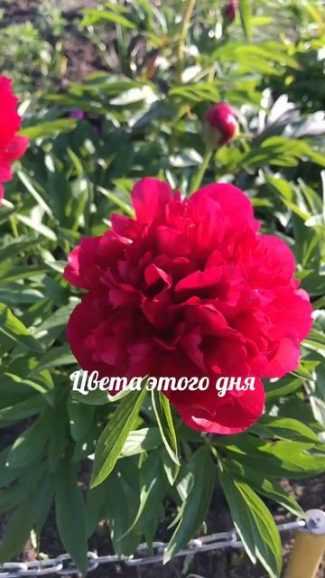 Красивые цветы 🪻🌷🌹 Тюменская область