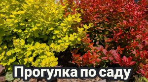 28.06.2026 Обзор сада в Подмосковье🤗🌲🌳🌸🌲