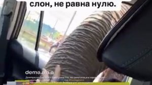 Слон пытался прокатиться на машине.