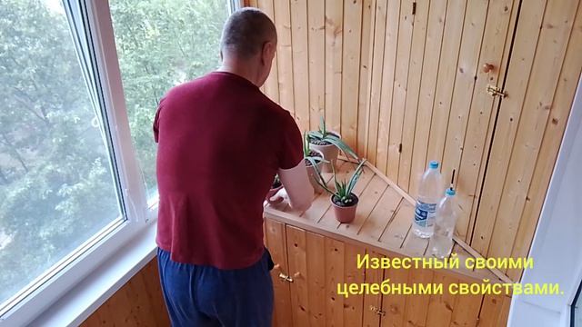 Алоэ ускоряет заживление ран. смотреть онлайн