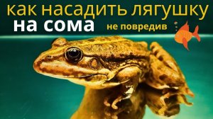 Как поймать и насадить лягушку на крючок не порвредив