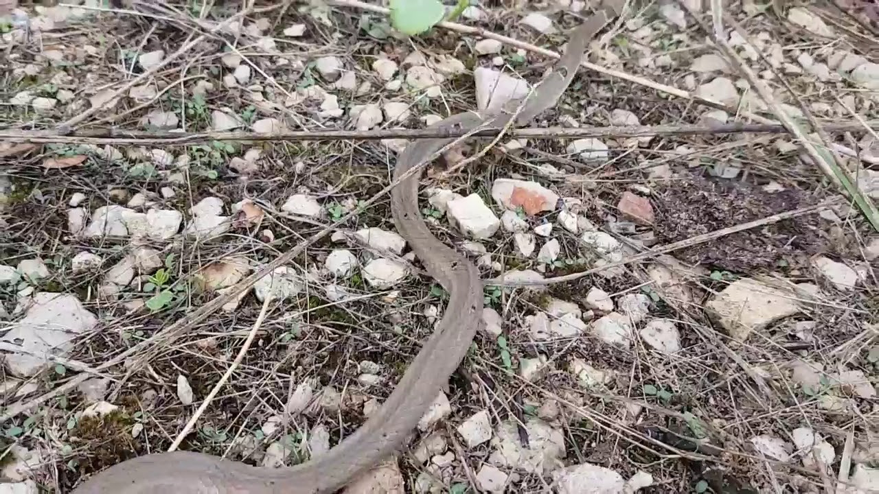змеи на пасеке смотреть онлайн