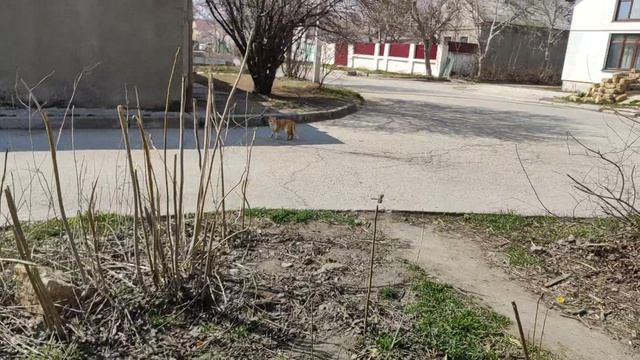 Один из дней города Евпатории | 30 марта 2022 год | Крым ХАН БАТОН XAH 6ATOH | VID_20220330_143658