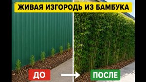 Как сделать изгородь из бамбука своими руками? Как сделать живую изгородь?