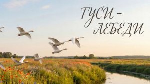 Гуси - Лебеди