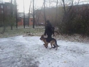 Немецкая овчарка. Экзамен по ОКД. Полное видео.