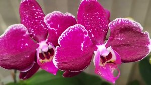 Домашнее цветение орхидей фаленопсисов orchids phalenopsis обзор роспуски