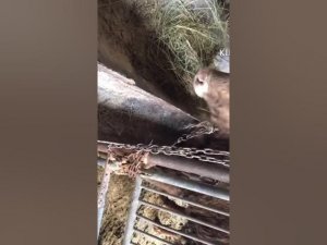 Откорм бычков.Размеры сарая , условия для бычков