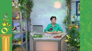 АЗН. Биология. Колибри. Помидор. Кузнечик. Опыление