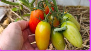Помидоры начинают созревать! 🍅👍