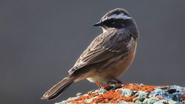 Звук природы. Пение птицы ЗАВИРУШКА БЛЕДНАЯ на болоте