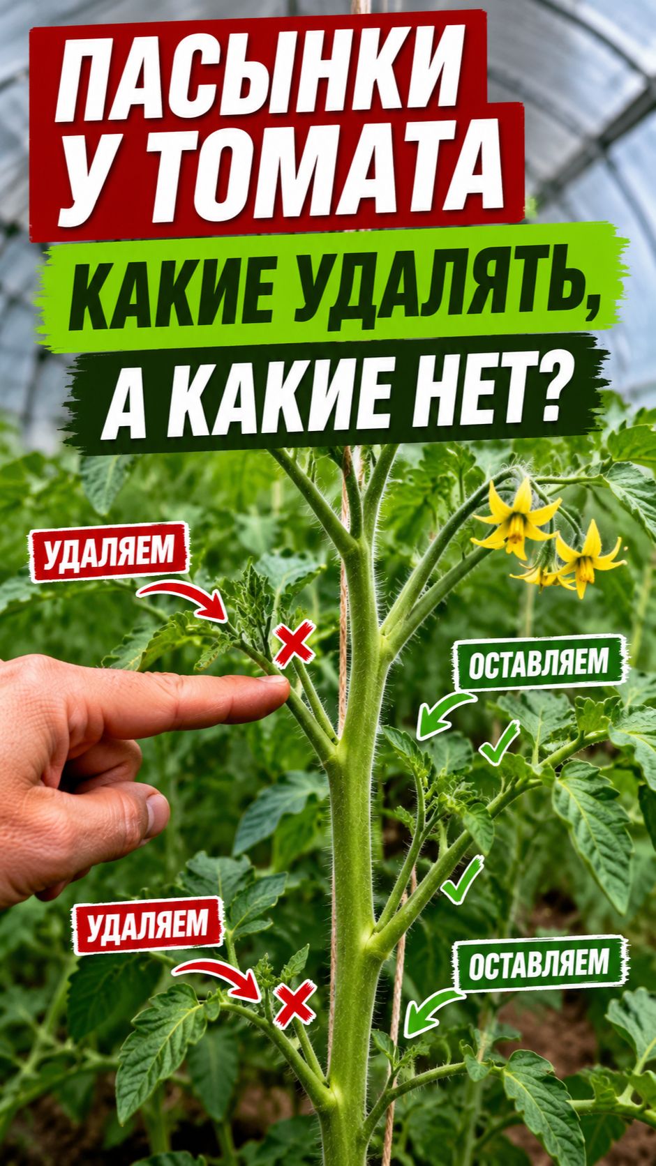 Какие пасынки удалять на томатах, а какие нет
