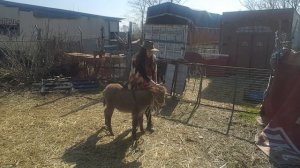 “From Fear to Friendship: DONKEY  Training Secrets 🐎❤️” // ОСЁЛ ЭЛЬЗА  УЧИТСЯ ПЕРВЫМ НАВЫКАМ !