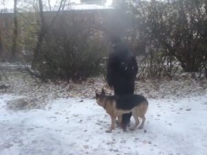 Немецкая овчарка. Экзамен ОКД. Повороты.