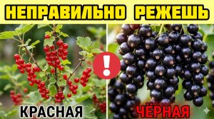 Срезал верхушку смородины - остался без урожая! Вот что я сделал НЕ ТАК…