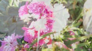 Кабачки и цветы на маленьком участке.