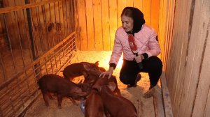 Семья из Тамбовской области открыла ИП и купила породистых поросят на деньги социального контракта