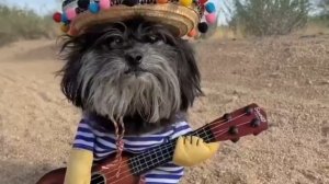 Собачки хиппи из нейросети 😂🐶