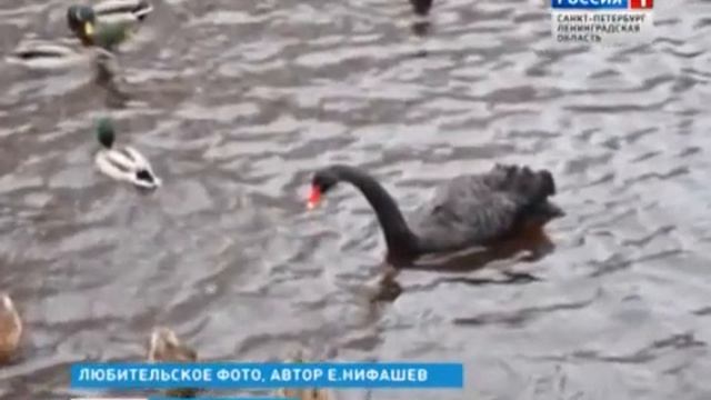 В реке Малая Сестра поселился чёрный лебедь (6 декабря 2013 года) смотреть онлайн