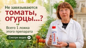 Чем подкормить томаты для завязи? Ответ научного сотрудника