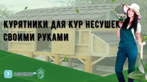 Курятники для кур несушек своими руками